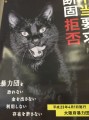 怖い猫