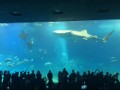 沖縄旅行　世界第2位の規模「美ら海水族館」