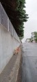 小雨なので
