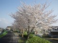 桜つながり