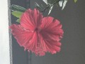今年もハイビスカスが咲きました