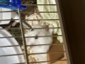 新しい同居ハムスター