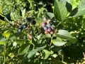 ブルーベリーがそろそろ食べ頃（＆修学旅行どこ行った？）