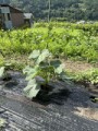 【定点観測】秋どりきゅうり「なる蔵」（種蒔きから一か）