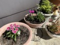 可憐なお花って？（お題：最近ピンク映画見た？）
