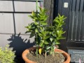 【定点観測】マンデビラ（リオ）の今の姿