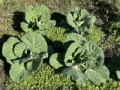 【巻シリーズ】こちらはキャベツ（５千円の重み？）