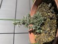 ラベンダー植木鉢版の様子（お題には縁がなさそう）