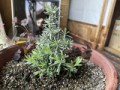 鉢植えのラベンダーに新芽が～