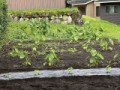 秋どりきゅうり、ようやく植え付け