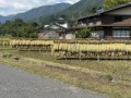 稲架掛けの風景、久しぶりに撮影
