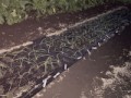 玉ねぎを植え付けました