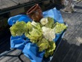 今日は白菜の第一弾を収穫