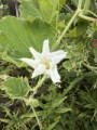 ユウガオの花