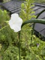 こちらは白い朝顔