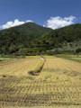 わが家の稲刈り、終了しました。