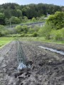 サツマイモ、植え付け完了