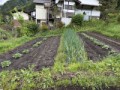 今年は「芽かき」しっかりやってみる