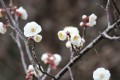 梅の花が開花しました