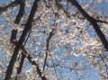 今日は、花見日和ですな！