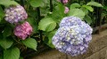 【お題日記】紫陽花がきれいに見れるスポット