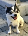 愛犬なると９歳♂