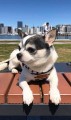愛犬なるとの散歩