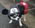 雨でも愛犬なるとは散歩が大好きです。