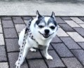 愛犬なると