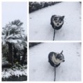 雪ニモ負ケズ