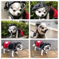 愛犬なると12才の写真