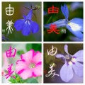 誕生花に名前をコラボ