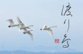 渡り鳥