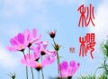 秋桜（コスモス）