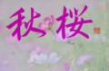 秋桜（コスモス）