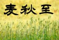 麦秋至