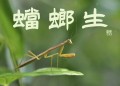 蟷螂生