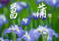 菖蒲②