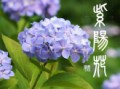 紫陽花②