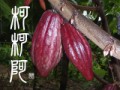 カカオ（柯柯阿）