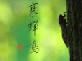寒蝉鳴③