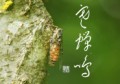 寒蝉鳴③