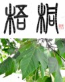 梧桐