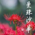 曼珠沙華