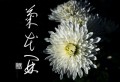 菊花開