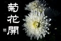 菊花開