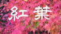 紅葉