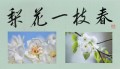 梨花一枝春