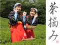 茶摘み