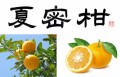 夏蜜柑